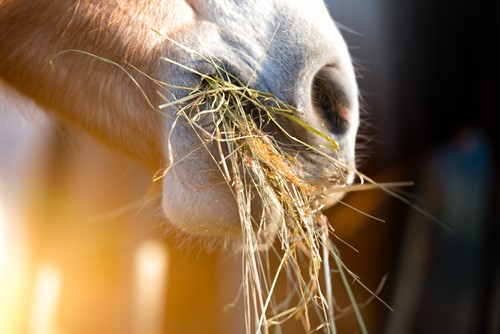 Horse Chewing on Hay