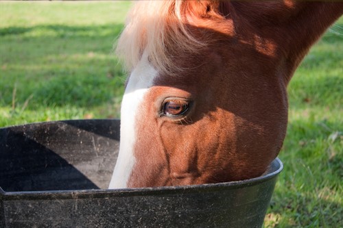 Horse Eating From Bucket