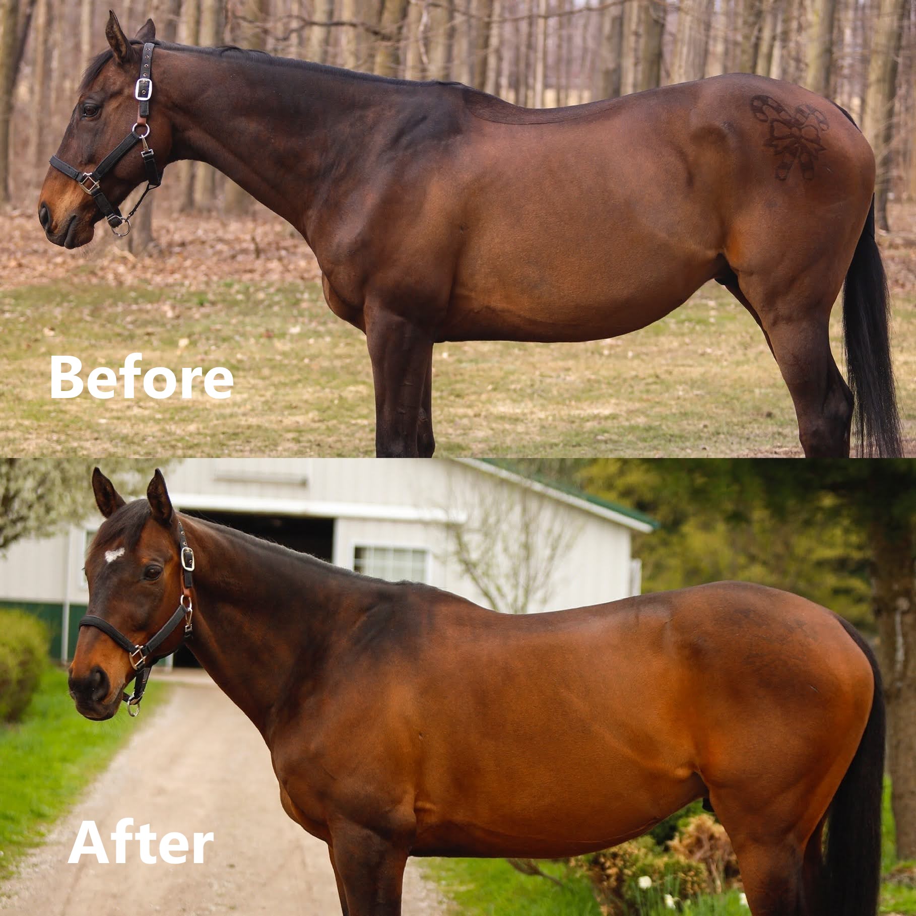 horse before and after shots