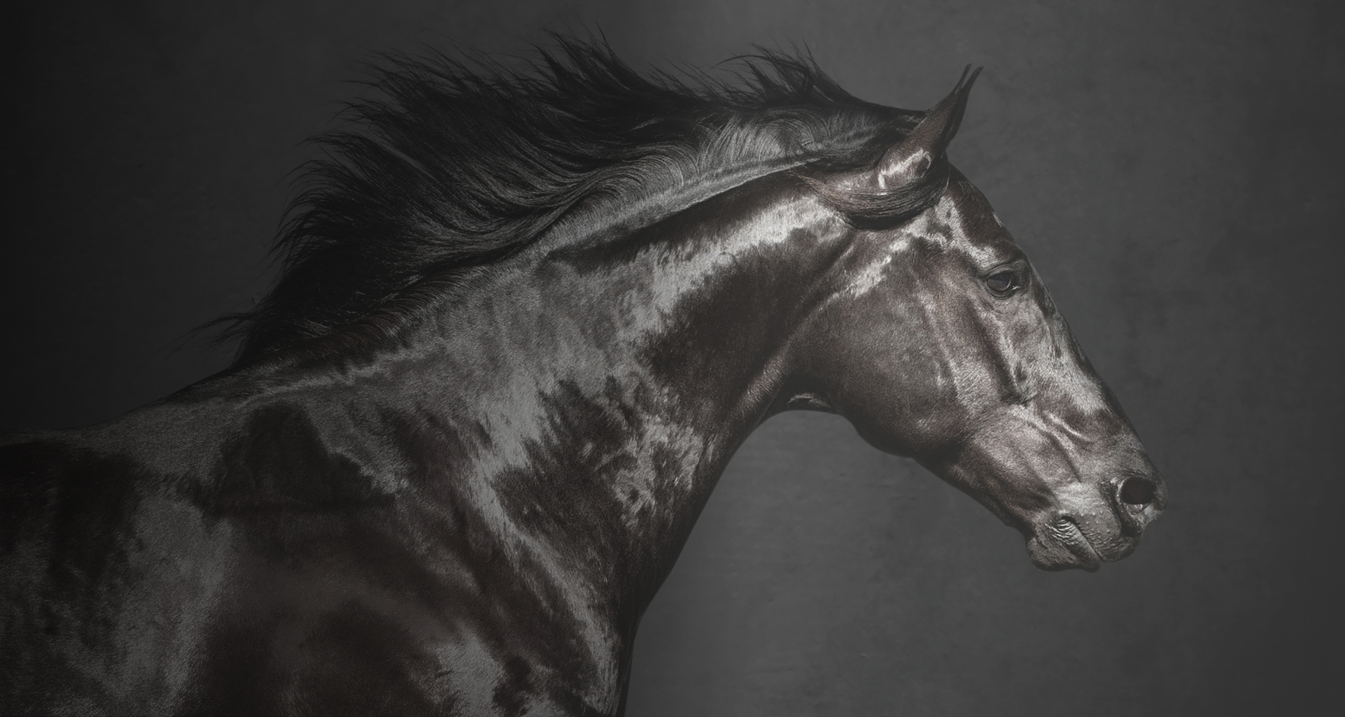 majestic black horse against a dark gray backdrop